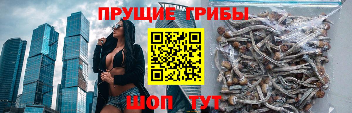 Галлюциногенные грибы GOLDEN TEACHER Чернушка